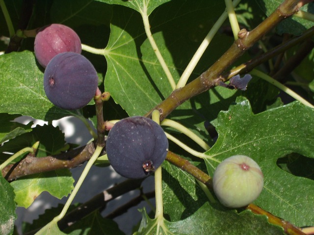 plody fíkovníku